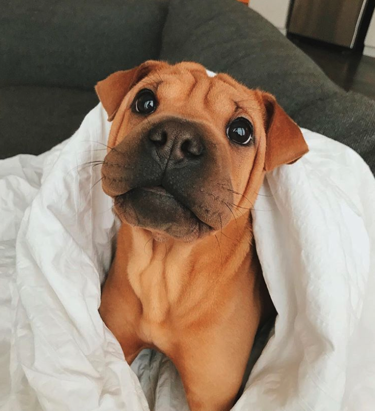 shar pei bulldog mix