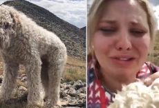 Woman Reunites with Her Frightened Lost Dog Weeks After Fatal Car Crash