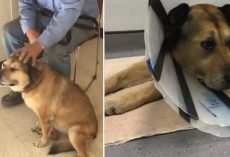 Elderly Man’s Selfish Excuse For Returning Old Dog To Shelter Leaves Workers Fuming “She Don’t Do Nothing No More”
