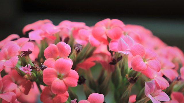 kalanchoe toxic