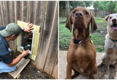 2 Neighbor Dogs Become Soulmates– Their Humans Install Fence Door So They Can Be Together