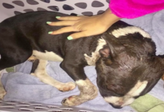 Bait Puppy Collapses In Front Of Stranger’s House, Homeowner Rushes To Save His Life