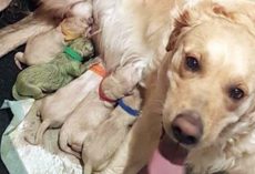 Golden Retriever Gave Birth To 8 Pups — when owner sees the 9th she loses her breath