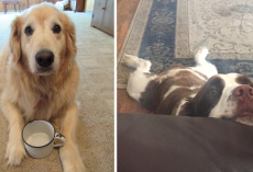 12 Dogs Who Are Getting Awfully Good At This Begging Thing