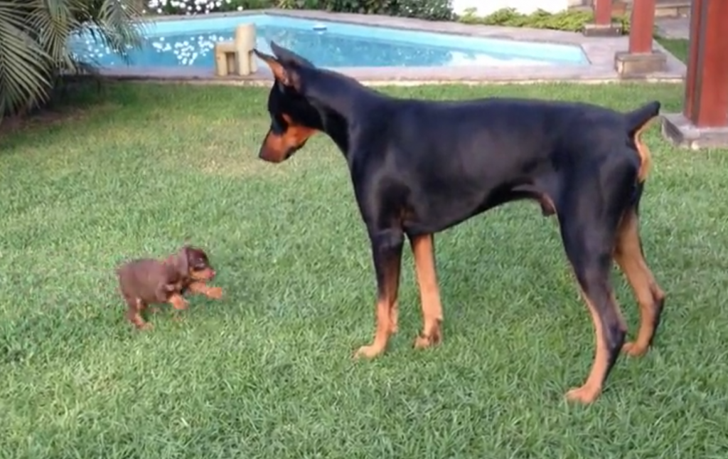 huge doberman pinscher