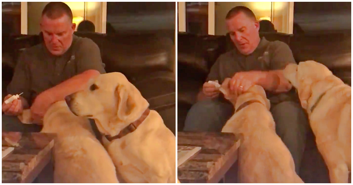 Dad Pretends To Give His Dog Ear Drops So She Doesn’t Feel Left Out