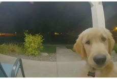 Puppy Escapes His Home, Instantly Regrets It And Rings Doorbell To Get Back In