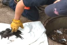 Firemen Rescued Puppies From A Storm Drain, Only To Discover They’re Not Actually “Puppies” At All