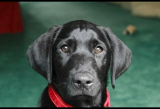 Man’s About To Return Shelter Dog When He Reads Previous Owner’s Note