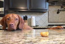 Doggo Can’t Resist Tater Tot, But It’s The Audio That Has Everyone In Stitches