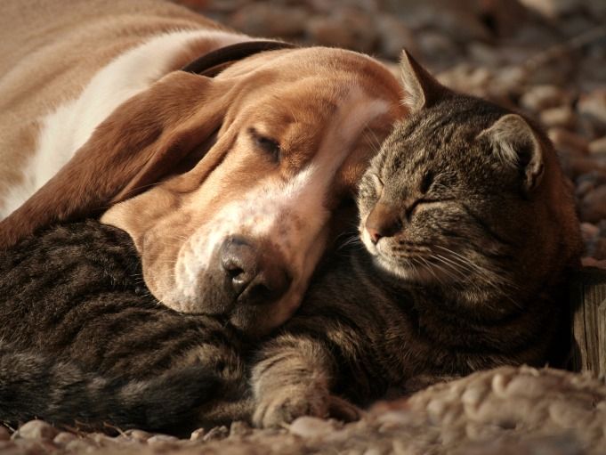 basset-hound-cat