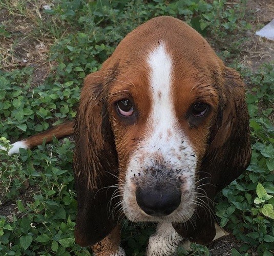 basset-hound-dirty