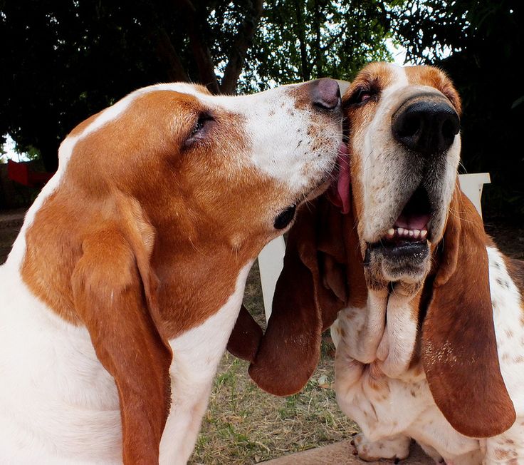 basset-hound-friends