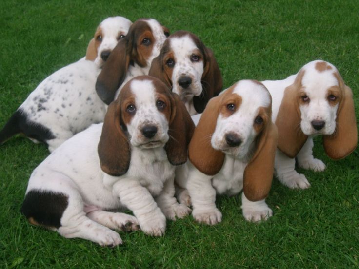 basset-hound-puppies