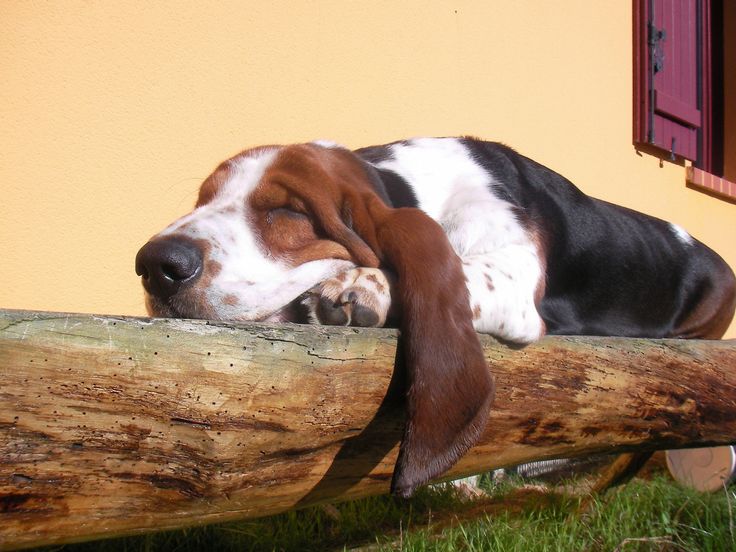 basset hound sleeping