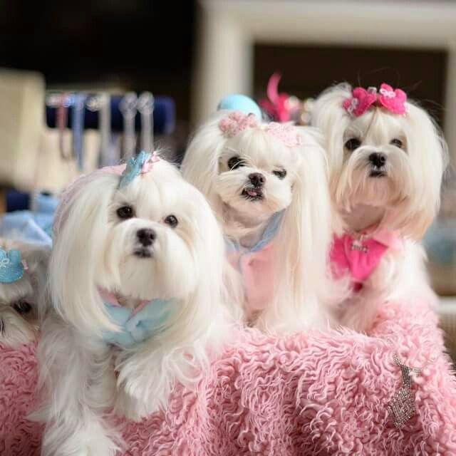 beautiful maltese dogs pics