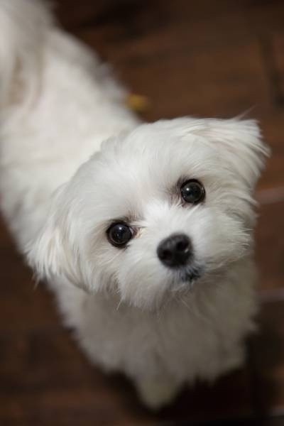 curious eyes maltese