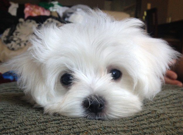 cute face maltese pics