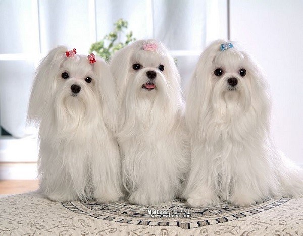cute maltese puppies photo