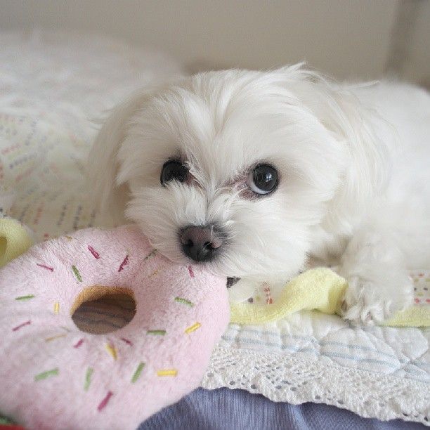 donut maltese fun