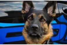 Police Dog Shot And Killed In Line Of Duty, Community Mourns The Canine Hero
