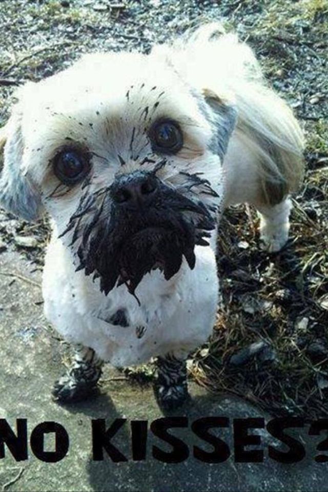 maltese mud nose