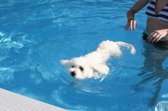 maltese water swim