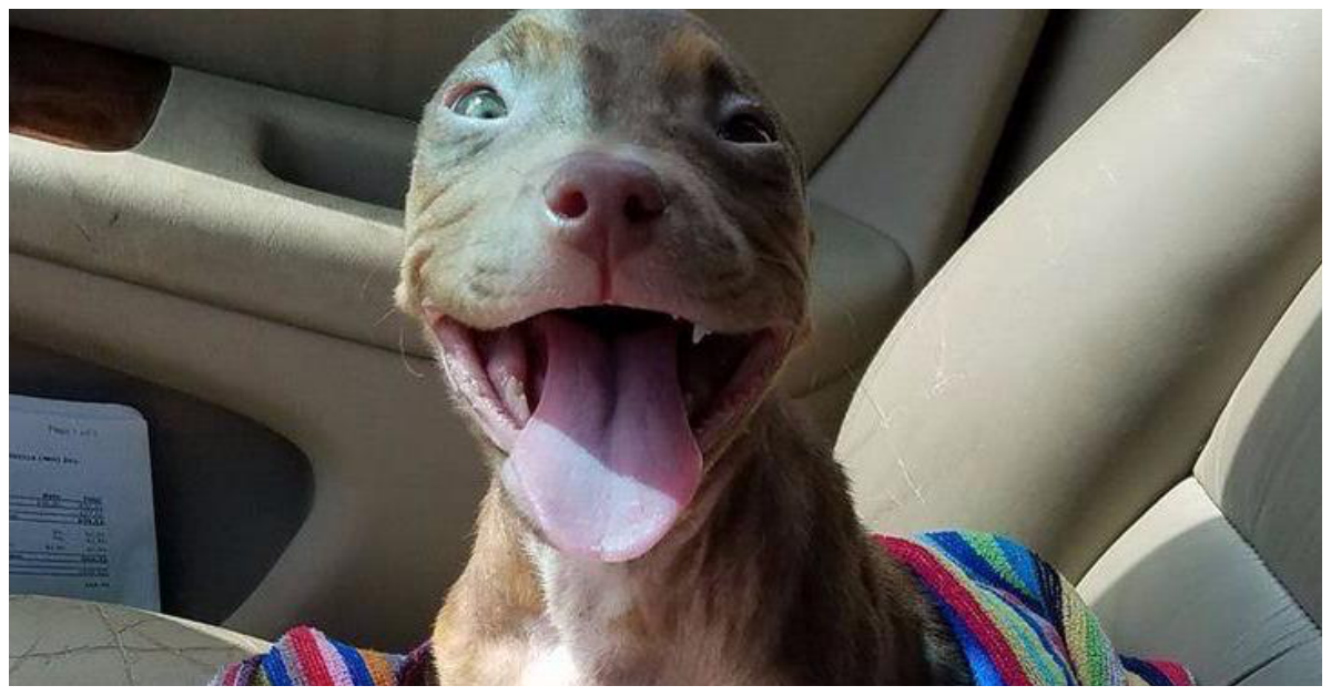 pitbull puppy smiling