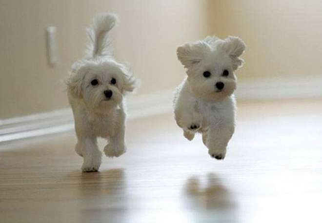 running maltese dogs