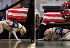 George H.W. Bush’s Beloved Service Dog ‘Sully’ Has A Heartwarming New Mission
