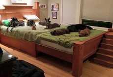 Couple Builds Giant Bed So All 8 Of Their Rescue Dogs Can Sleep With Them
