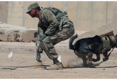 Army Ranger Dog Dies Saving U.S. Soldiers During Fierce Afghanistan Fight
