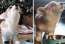 Little Dog Lets Out The Tiniest Howl Between Every Bite Of Food