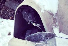 Authorities warn people to ‘Bring Dogs Inside’ after several dogs found frozen solid