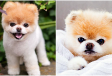 Boo, The ‘World’s Cutest Dog,’ Dies At Age 12 From A ‘Broken Heart’