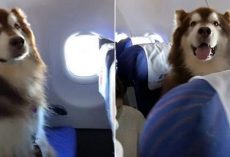 Giant Fluffy Dog Has His Own Seat On The Plane, Wins Over Everyone’s Heart