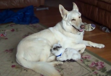 Baby Goat Thinks German Shepherd Is Her Mom, Dog Is Happy To Play Along