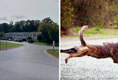 Man Tries To Abduct 10-Year-Old Girl, Doesn’t Realize Her Dog Is Watching Her Back