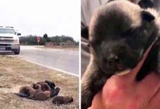 Authorities are looking for the culprit who tossed these tiny puppies out of car like trash