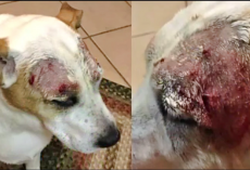 Family Demands Answers After Their Dog’s Severely Wounded At PetSmart Groomer