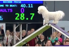 Distracted Dog Runs Westminster Agility Course in Slow Motion, Crowd Goes Wild
