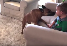 Dog Pauses Between Every Zoomie Lap To Get In Brother’s Face And Give Kisses