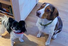 Dogs Called 911 Sixteen Times While Their Owners Were At Work