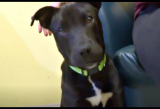 Rejected Puppy Survived Being Euthanized, Woke Up To Find His New Dad