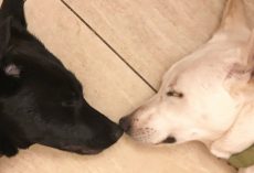 Final Plea For A Bonded Pair Of Dogs For Adoption Reaches Far And Wide
