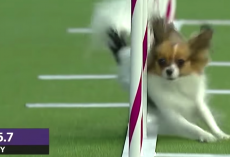 Tiny Dog Leaves Competition In The Dust As She Sets Agility Speed Record