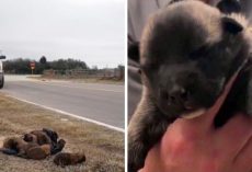 Newborn Puppies Flung From Moving Car On Freeway, Police File Cruelty Report