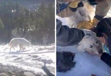 96 Days After Dog Disappeared, Mom Finds Paw-Prints In The Snow & Begins Search
