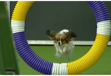 Little Dog Blows Crowd Away At Westminster With Record Speed In Agility