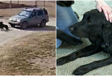 Family Furious After Postal Worker Ran Over Their Dog And Drove Away